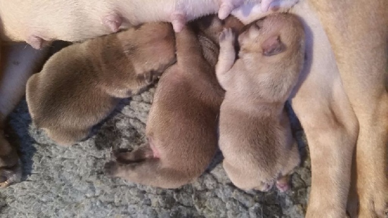 Chiots iris x gustave 2016 : nos merveilles😍